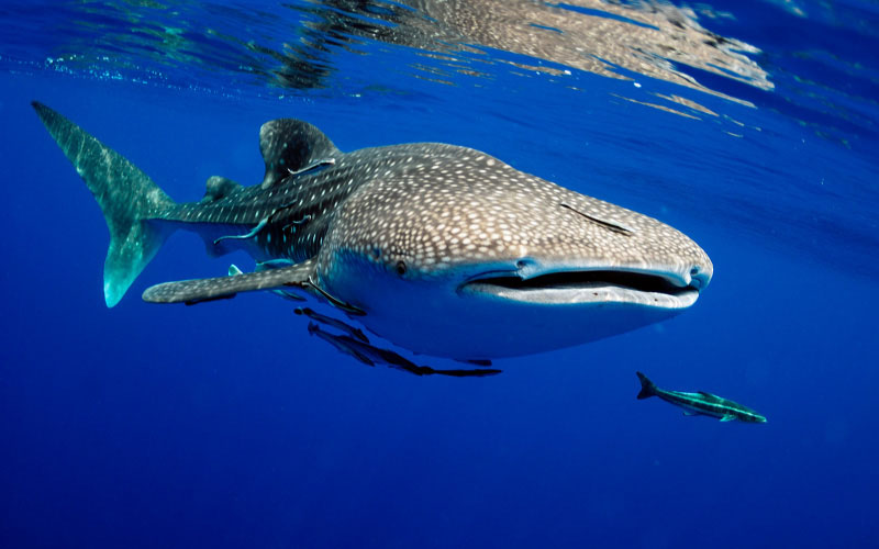 Whale Shark tour