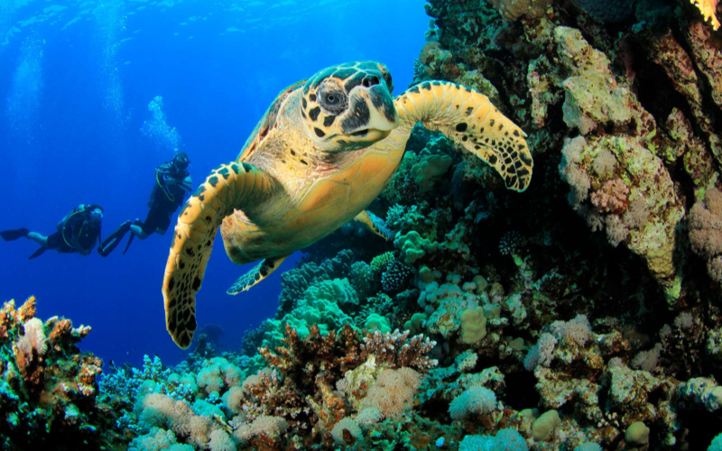 Advanced scuba diving in Isla Mujeres